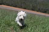 WESTIE 054